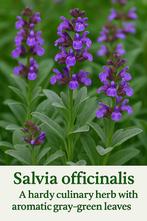 Echte salie/ Salvia officinalis, Ophalen, Zomer, Overige soorten