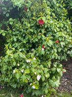 Camelia / Japanse roos, Overige soorten, Struik, Ophalen, 100 tot 250 cm