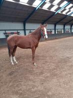 paard, Dieren en Toebehoren, Gechipt, Ruin, 3 tot 6 jaar, 160 tot 165 cm