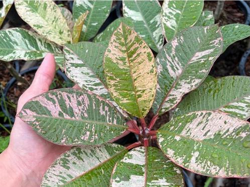Zeldzame varigata plumeria frangipani soorten te koop, Tuin en Terras, Planten | Tuinplanten, Vaste plant, Overige soorten, Volle zon