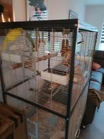 Halsband parkieten met kooi 2 mannetjes, Dieren en Toebehoren, Vogels | Parkieten en Papegaaien