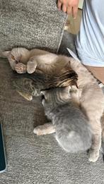 Oppas gezocht voor mijn katten in delft, Ophalen of Verzenden, Gebruikt