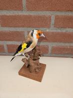 prachtige opgezette major putter, Ophalen of Verzenden, Nieuw, Vogel, Opgezet dier
