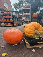 Prachtige (Halloween) Pompoenen voor Herfstdecoratie!, Ophalen, Volle zon, Groenteplanten, Eenjarig