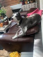 Zoekt nieuwe baasje, Dieren en Toebehoren, Honden | Jack Russells en Terriërs, Rabiës (hondsdolheid), Reu, American Staffordshire Terriër