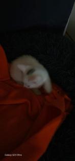 Mooie kittens
