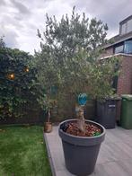 Olijfboom in pot - 100-250cm, Tuin en Terras, Planten | Bomen, Olijfboom, 250 tot 400 cm, Zomer, Ophalen