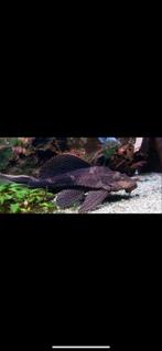 Plecostomus (Common Pleco) – ca. 35 cm – Gezonde algeneter, Dieren en Toebehoren, Vis