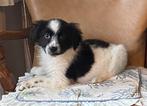Hele mooie puberpup BORDER COLLIE x FRIESE STABIJ