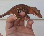 Red Phantom whiteout wimpergekko vrouw, Dieren en Toebehoren, Hagedis, 3 tot 6 jaar