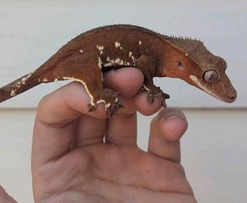 Red Phantom whiteout wimpergekko vrouw beschikbaar voor biedingen