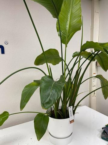 Grote kamerplant Strelizia + pot € 20 WEG=WEG! beschikbaar voor biedingen