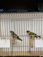 Te koop: koppeltje Zwartkopsijzen, Dieren en Toebehoren, Vogels | Overige Vogels, Meerdere dieren, Tropenvogel, Geringd