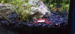 Vuurgarnalen 10 stuks, Dieren en Toebehoren, Vissen | Aquariumvissen, Kreeft, Krab of Garnaal