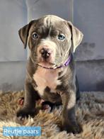 American Bully XL pups met ABKC stamboom, Parvo, Overige rassen, 8 tot 15 weken, Meerdere