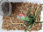 Elaphe Carinata Taiwanese stinkslang, Dieren en Toebehoren, Reptielen en Amfibieën, Slang, 0 tot 2 jaar