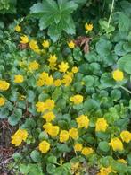Te Koop : Penningkruid planten in pot P9, Tuin en Terras, Planten | Tuinplanten, Ophalen, Bodembedekkers, Volle zon, Vaste plant