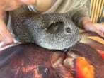 2 cavia beren incl grote kooi, Dieren en Toebehoren, Knaagdieren, Meerdere dieren, Tam, Maart, Cavia