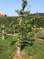 Perenboom, Tuin en Terras, Ophalen, Minder dan 100 cm, Lente