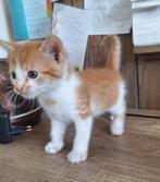 Kruising Noorse Boskat x huiskat, Meerdere dieren
