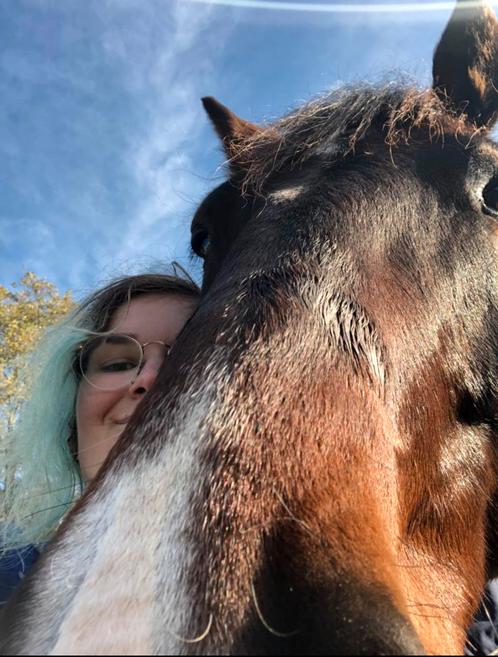 Verzorgpaard gezocht/bijrijder aangeboden, Dieren en Toebehoren, Paarden en Pony's | Verzorgingsproducten, Ophalen