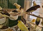 19 stuks jonge harlekijn kanaries van 25 in een koop, Dieren en Toebehoren, Vogels | Kanaries, Meerdere dieren, Kleurkanarie