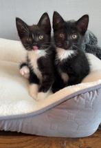 Kruising mainecoon / lapjeskat, Meerdere dieren