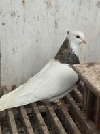 4 koppels beste iranse duiven, Dieren en Toebehoren, Vogels | Duiven, Meerdere dieren
