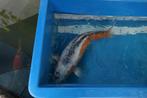 Japanse Koi te koop;  Shusui.Kweker Maruhiro, Karper of Koi