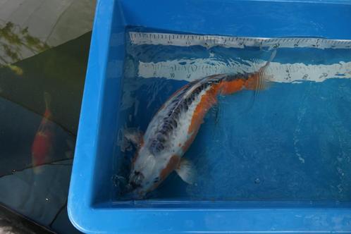 Japanse Koi te koop;  Shusui.Kweker Maruhiro, Dieren en Toebehoren, Vissen | Vijvervissen, Karper of Koi