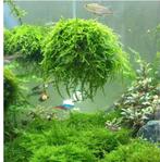 Bosje mos voor de aquarium, Dieren en Toebehoren, Vissen | Aquaria en Toebehoren, Ophalen, Zo goed als nieuw, Plant(en), Steen of Hout