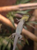 Phelsuma klemmeri 0.1.0 vrouwtje, Dieren en Toebehoren, Hagedis, 0 tot 2 jaar