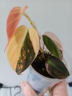 Philodendron Micans Variegata (pink), Huis en Inrichting, Kamerplanten, Ophalen of Verzenden, Halfschaduw, Minder dan 100 cm