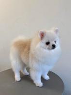 Cream reu, blauw oog, 8 mnd, POMERANIAN POMERIAAN DWERGKEES, 15 weken tot 1 jaar, Reu, Buitenland, Eén hond