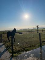 Weidegang weiland aangeboden met schuilstal, Dieren en Toebehoren, Stalling en Weidegang, Weidegang, 1 paard of pony