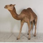Dromedary Camel – Dromedaris beeld Lengte 250 cm, Ophalen, Nieuw