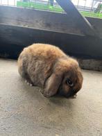 3 bruine konijntjes, Dieren en Toebehoren, Konijnen, Mannelijk, Dwerg, 0 tot 2 jaar