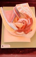 Anatomische somso modellen man / vrouw, Ophalen of Verzenden