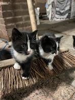 kittens, Dieren en Toebehoren, Poes, 0 tot 2 jaar