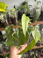 Epipremnum Pinnatum Variegata 1, Huis en Inrichting, Kamerplanten, Overige soorten, Minder dan 100 cm, Ophalen of Verzenden, Halfschaduw