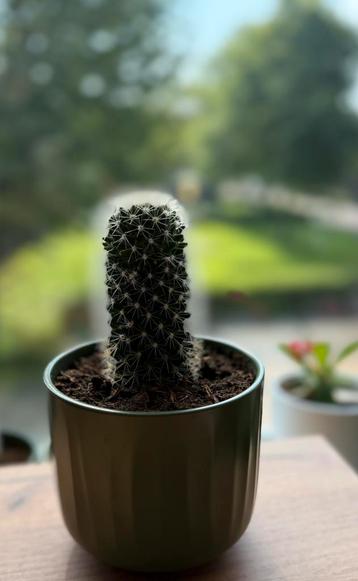 Cactus in pot beschikbaar voor biedingen