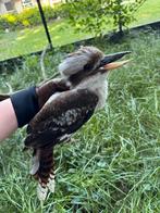 Kookaburra vrouw 2023, Vrouwelijk, Geringd