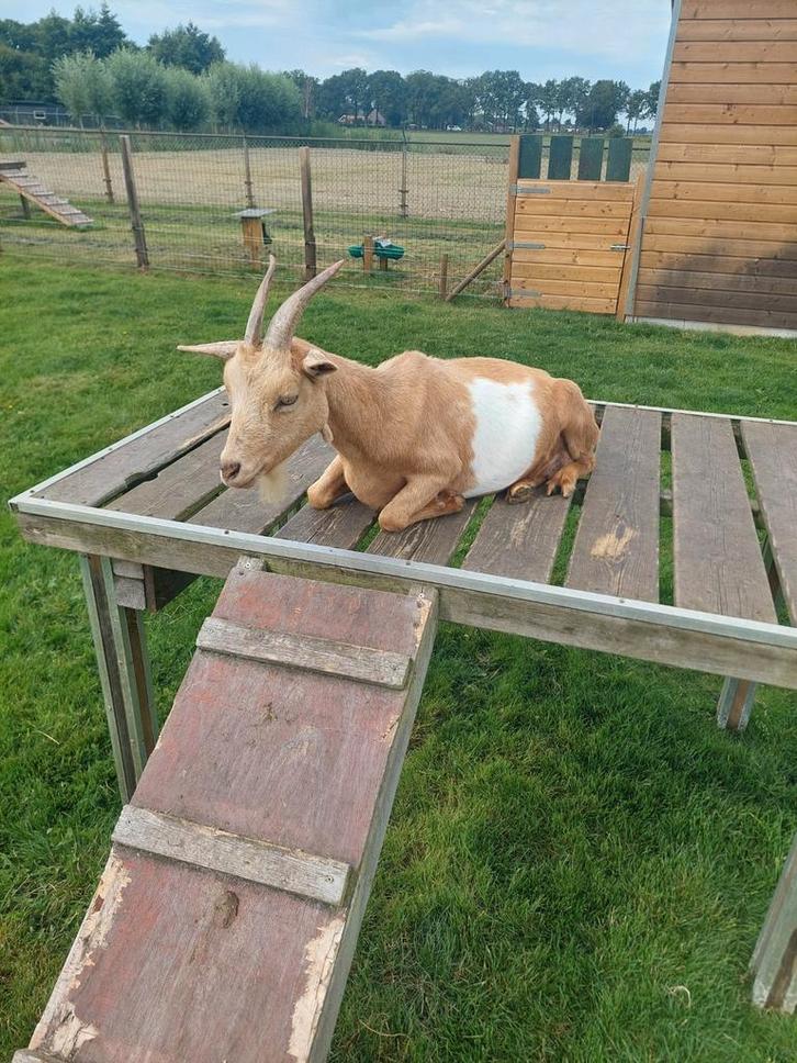 Dwerggeit, Dieren en Toebehoren, Pluimvee | Toebehoren, Zo goed als nieuw, Kippenhok of Kippenren, Ophalen of Verzenden