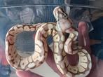 Koningspython, ballpython python regius, Dieren en Toebehoren, Reptielen en Amfibieën, Slang, 0 tot 2 jaar