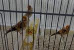majoor putter bruin en bruin witkop, Dieren en Toebehoren, Vogels | Overige Vogels, Mannelijk, Wildzangvogel