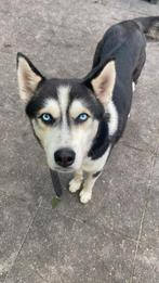 Husky, 1 tot 2 jaar, Meerdere, Meerdere dieren, Nederland