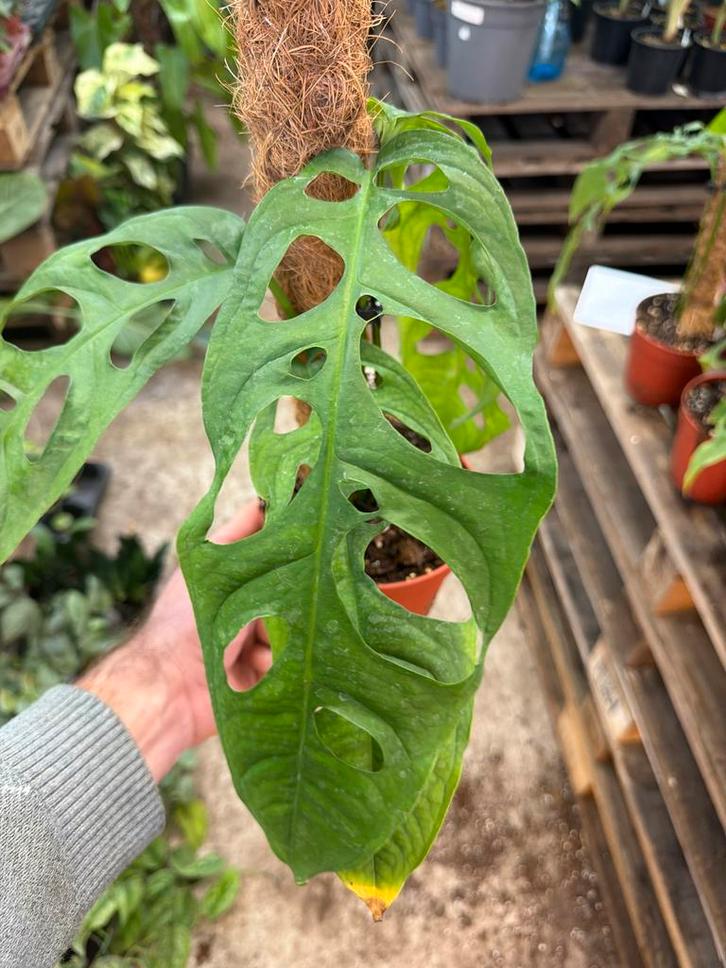 Zeldzame Monstera Tarapoa met mosstok - 15 cm pot, Huis en Inrichting, Kamerplanten, Overige soorten, Minder dan 100 cm, Groene kamerplant