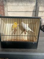 Yorken, Vrouwelijk, Kleurkanarie