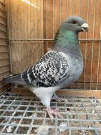 Show racer doffer, Mannelijk, Overige soorten