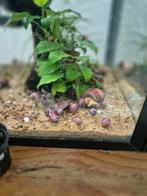 Appelslakken paars, Slak of Weekdier